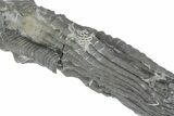 Fossil Crinoid (Halysiocrinus) - Monroe County, Indiana #231970-1